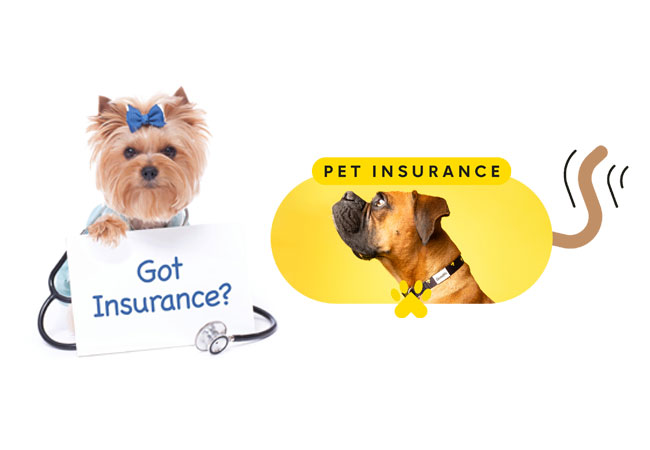 Pet insurance